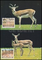 1993 WWF; Gazellák 4 CM Mi 511-514 - Otros & Sin Clasificación