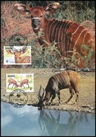 1984 WWF: Bongo Sor 4 Db CM-en Mi 1060-1063 - Other & Unclassified