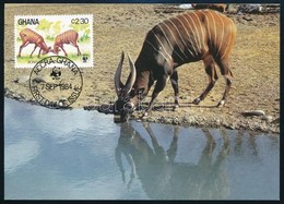 ** 1984 WWF: Bongo Sor Mi 1060-1063 4 Db CM-en - Other & Unclassified