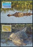 1994 WWF Bordás Krokodil Sor 4 Db CM-en Mi 690-693 - Andere & Zonder Classificatie