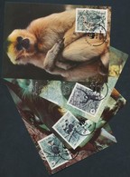 1987 WWF: Majmok Sor 4 Db CM-en Mi 1827-1830 - Autres & Non Classés