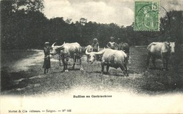 T2 Buffles En Cochinchine / Buffalos In Cochinchina TCV - Non Classés