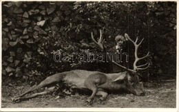 * T2 Otto Von Habsburg Next To A Hunted Stag. Photo - Zonder Classificatie