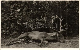 * T2 Otto Von Habsburg Next To A Hunted Stag. Photo - Sin Clasificación