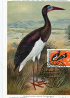 CONGO KINSHASA 1963 MAX.CARD With STORK.BARGAIN.!! - Storks & Long-legged Wading Birds