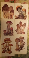 Russia. MUSHROOMS - 29 Postcards Lot -  Mushroom - Old Postcard - - Champignon 1976 - Paddestoelen