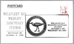 WELLFLEET BAY WILDLIFE SANCTUARY - AVE - BIRD. Wellfleet MA 1996 - Mechanical Postmarks (Advertisement)