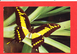 PAPILLON Cp  69 / 3 Grafiche - Papillons