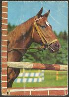 Animals------Horse------old Postcard - Horses