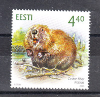 Estonia - 2010. Castoro. Beaver.  MNH - Knaagdieren