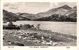 LLyn Gwynant - Beddgelert - & Sheep - Caernarvonshire