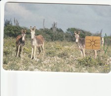 Bonaire - Donkeys - Antilles (Neérlandaises)