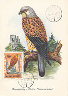 D36571 CARTE MAXIMUM CARD 1962 HUNGARY - FALCO FALCON TURMFALKE CP ORIGINAL - Eagles & Birds Of Prey