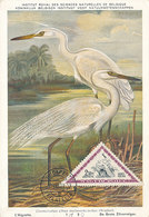 D36573 CARTE MAXIMUM CARD 1953 HUNGARY - ARDEA ALBA L'AIGRETTE CASMERODIUS - TRIANGULAR STAMP CP MUSEUM ORIGINAL - Aves Gruiformes (Grullas)