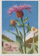 Israel Carte Maximum Fleurs 1952 Chardon 54 - Tarjetas – Máxima