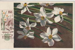 Israel Carte Maximum Fleurs 1954 Narcisse 77 - Cartes-maximum