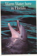 Dauphin En Floride - Dauphins