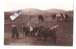 RP DARTMOOR PONIES DEVON No. 11777 CHAPMAN & SON DAWLISH UNUSED - Andere & Zonder Classificatie