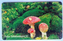 Mushrooms 30 Units - Schweden