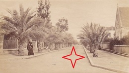 HYERES. Photo Vers 1895 De La Route Des PALMIERS. - Hyeres