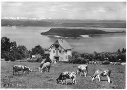 PRÊLES → Basler Ferienheim Oberhalb Ligerz Anno 1955 - Prêles