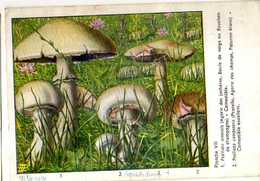 Champignons Pub Terramycine,planche VIII  Extraite Des Champignons D'Europe Par Roger Heim, Psalliota - Pilze