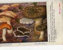 Champignons Pub Terramycine,planche XXII Extraite Des Champignons D'Europe Par Roger Heim, Sarcodon Colodon - Mushrooms