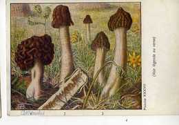 Champignons Pub Terramycine,planche XXXVIII Extraite Des Champignons D'Europe Par Roger Heim, Gyromitre Verpa Mitriphora - Mushrooms