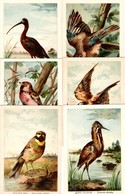 Gros Lot De 22 Grands Chromos Illustrés Sur Les Oiseaux Avec Légende Explicative Au Verso - Animals