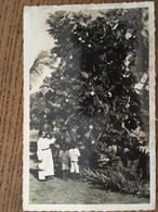 CAMEROUN. Arbre à Pain , Non écrite - Camerún