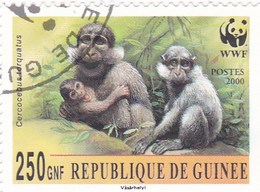 Guinée YV 1701 O 2000 WWFCercocèbe - Usados