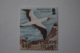 5-451 Fou Masqué Sula Dactylatra - Masked Booby Fou De Bassan Oiseau Bird Piquero Enmascarado,  Atobá-grande,  Maskentöl - Pelikanen