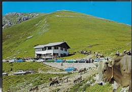 RIFUGIO GRAZIANI - CANALETTE DI BRENTONICO (TN)  - TIMBRO DEL RIFUGIO - VIAGGIATA 1980 - Alpinisme