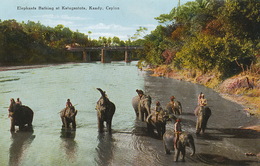 Elephant Bathing At Katugastota , Kandy, Ceylon  Edit John And Co - Sri Lanka (Ceylon)