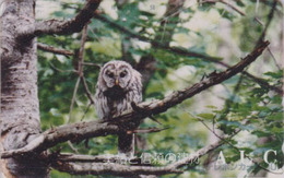 Télécarte Japon / 110-011 - ANIMAL - OISEAU - HIBOU CHOUETTE HULOTTE - OWL BIRD Japan Phonecard - EULE TK - 4284 - Gufi E Civette