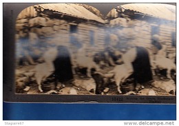 NORWAY MILKING THE GOATS HARDANGER TRAITE DES CHEVRES BELLE ANIMATION - Stereo-Photographie