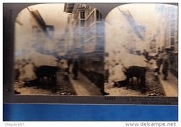 VENEZUALA NATIVE METHOD OF DISTRIBUTING MILK TRAITE D UNE VACHE DANS LA RUE TOP ANIMATION - Stereo-Photographie