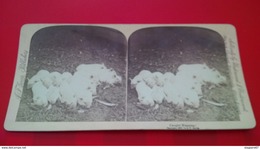 PHOTO STEREO CAUGHT NAPPING COCHONS - Stereoscopic