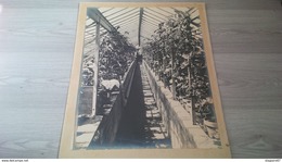 RARE PHOTO GRAND FORMAT SIGNEE G.LACOSTE AU CRAYON SERRE JARDINIER TOMATES NOGENT SUR SEINE ? A IDENTIFIER - Métiers