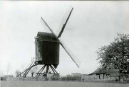 NIEL (Prov. Antwerpen) - Molen/moulin - Mooie Prentkaart Van De Verdwenen Houten Koekoekmolen (omstreeks 1920) - Niel