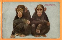 EGG718, Chimpanzee, New York Zoological Park, Zoo, Non Circulée - Monkeys