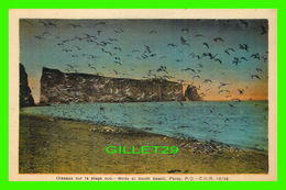 PERCÉ, QUÉBEC - OISEAUX SUR LA PLAGE SUD DE PERCÉ - H. V. HENDERSON - - Percé