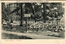 T2/T3 1911 Kolozsvár, Cluj; Egyetem Botanikus Kertje, Erdély Mohavilágából, Lucfenyő / University's Botanical Garden, Mo - Non Classés