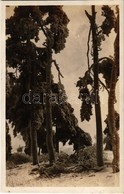 * T2 1933 Námest Nad Oslavou, Namiest An Der Oslawa; Zima. Fotogr. O. Knoll / Winter Destruction In The Forest - Zonder Classificatie
