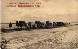 * T2 Astrakhan, Astrachan; Fischtransport Im Winter / Transporting Of Fish With Camels In Winter - Non Classificati