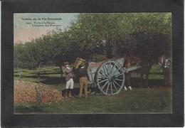 CPA Normandie Région Campagne Métier Non Circulé Pommes - Haute-Normandie