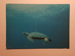 Meeresschildkröte (gelaufen 1999, Schweiz), H21 - Turtles