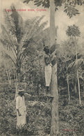 Ceylon Tapping Rubber Trees Saignage Heveas Caoutchouc - Sri Lanka (Ceylon)