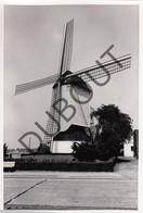 AARTSELAAR Originele Foto Jaren '70 A.Carre Moulin/Molen (Q60) - Aartselaar