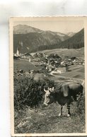 AUTRICHE(BERWANG) VACHE - Berwang